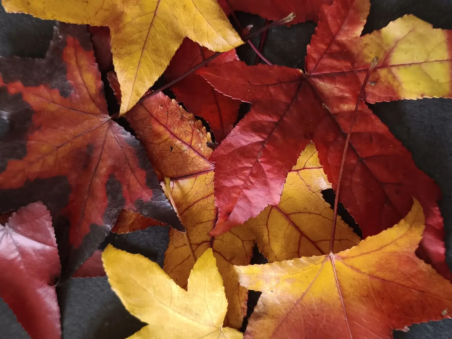 Foglie e  cambiamento interiore